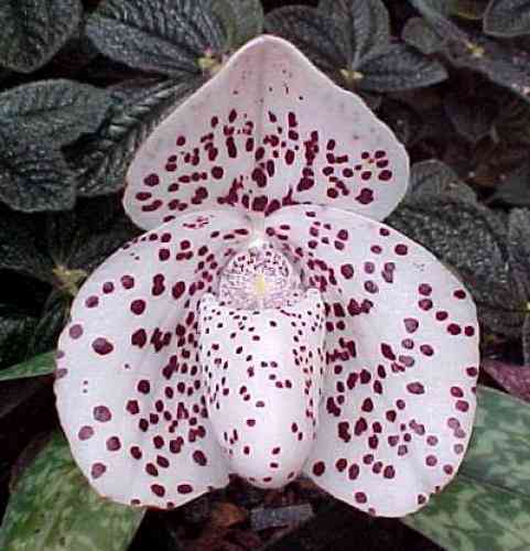 Paphiopedilum bellatulum